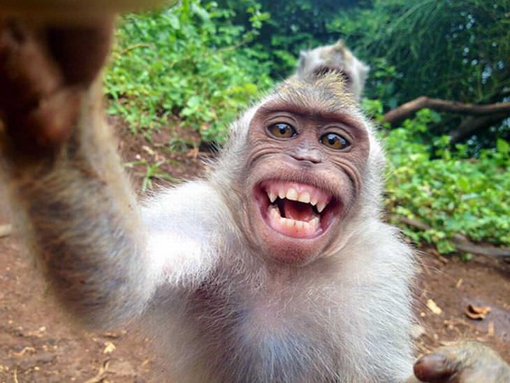 20 Animal Selfies that will Make You Smile