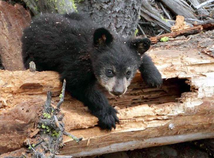 Animals - Yellowstone National Park