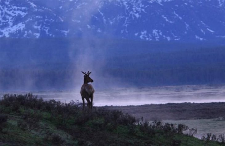 Animals - Yellowstone National Park