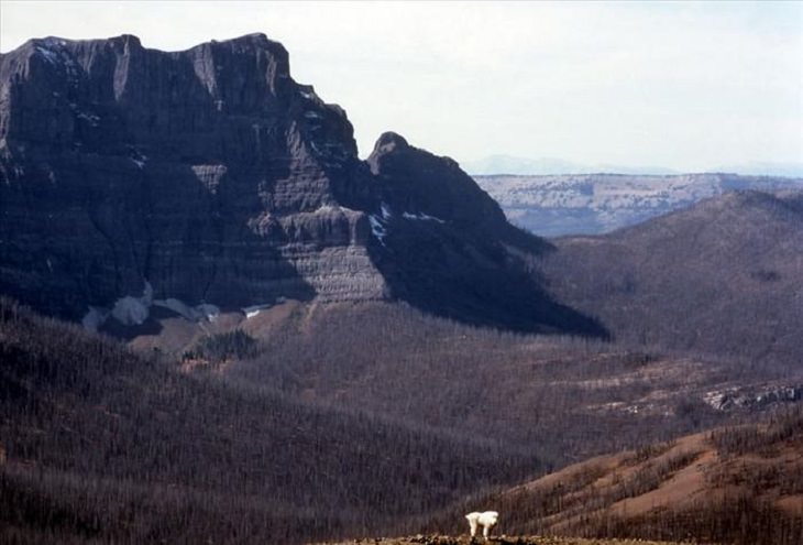 Animals - Yellowstone National Park