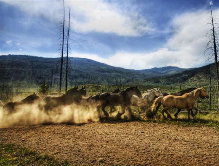 Animals - Yellowstone National Park