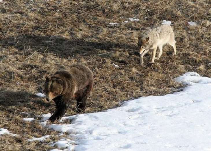 Animals - Yellowstone National Park