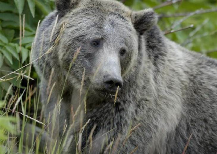 Animals - Yellowstone National Park