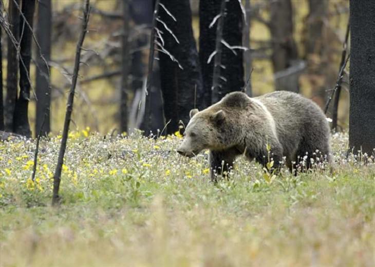 Animals - Yellowstone National Park