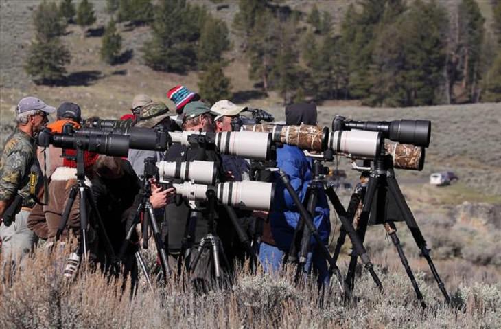 Animals - Yellowstone National Park