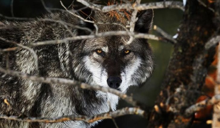 Animals - Yellowstone National Park