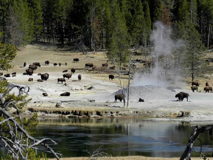 Animals - Yellowstone National Park