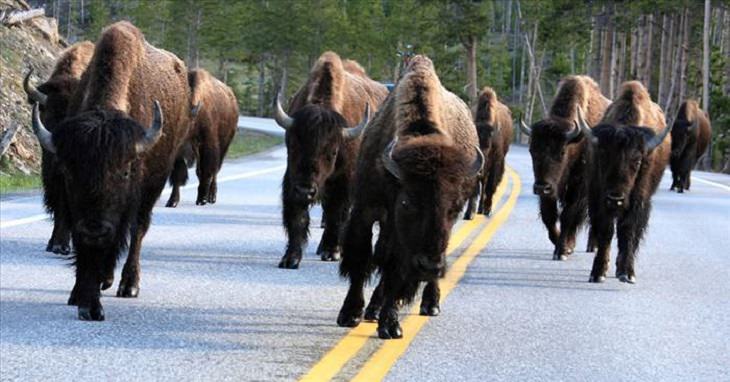 Animals - Yellowstone National Park