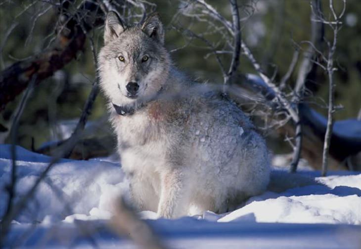 Animals - Yellowstone National Park