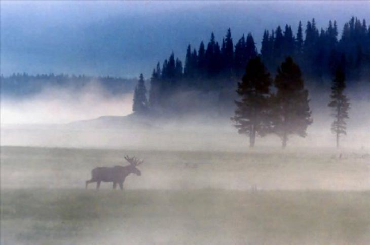 Animals - Yellowstone National Park