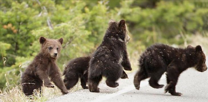 Animals - Yellowstone National Park