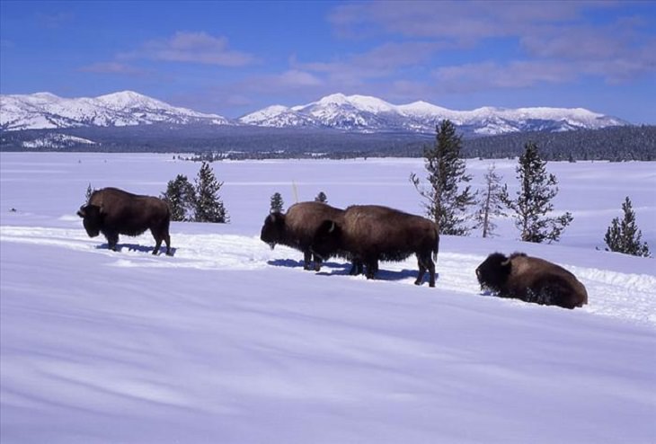 Animals - Yellowstone National Park