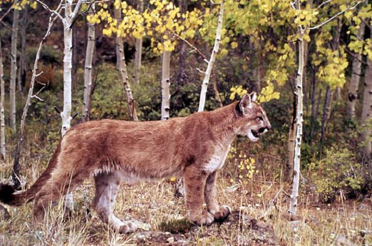 Animals - Yellowstone National Park