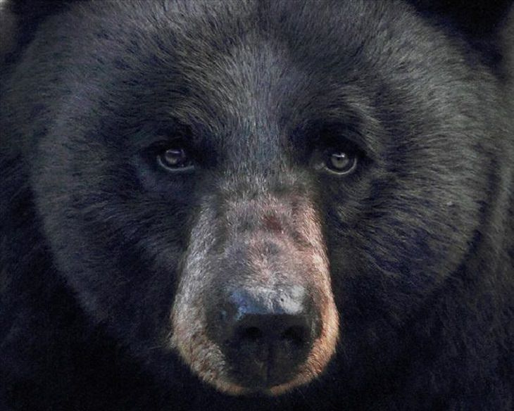 Animals - Yellowstone National Park