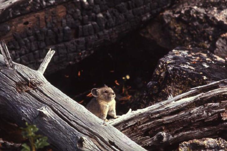 Animals - Yellowstone National Park