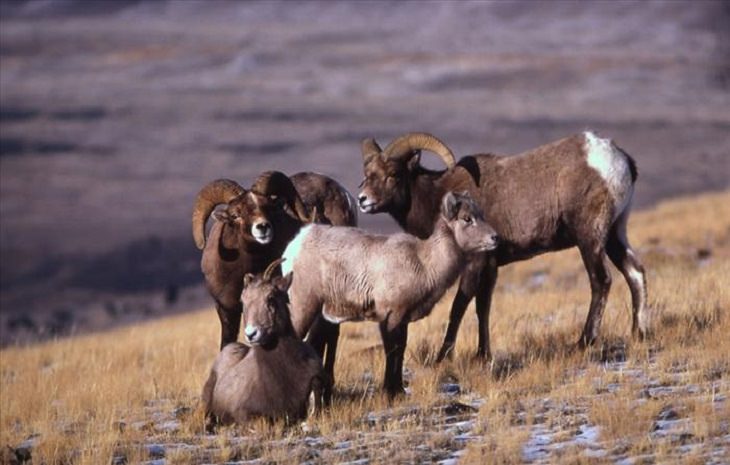 Animals - Yellowstone National Park