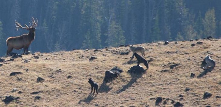 Animals - Yellowstone National Park