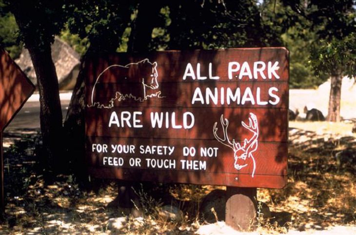 Animals - Yellowstone National Park