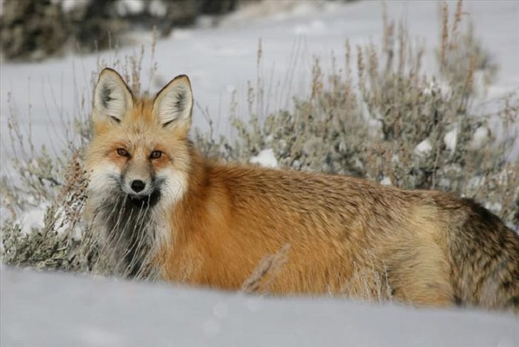 Animals - Yellowstone National Park