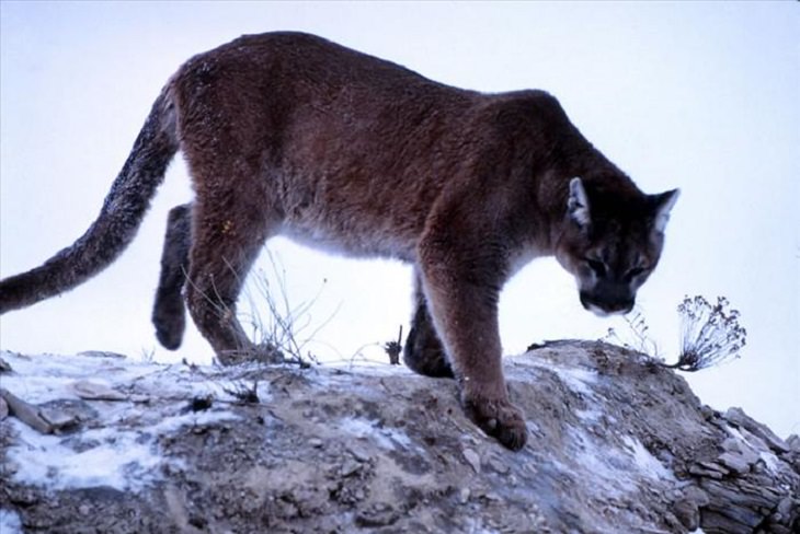 Animals - Yellowstone National Park