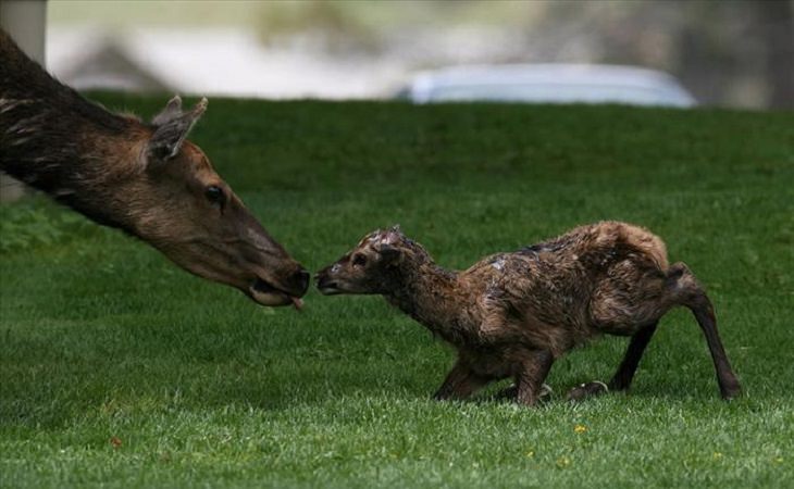 Animals - Yellowstone National Park