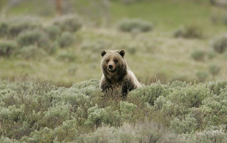 Animals - Yellowstone National Park