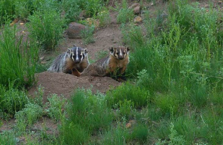 Animals - Yellowstone National Park