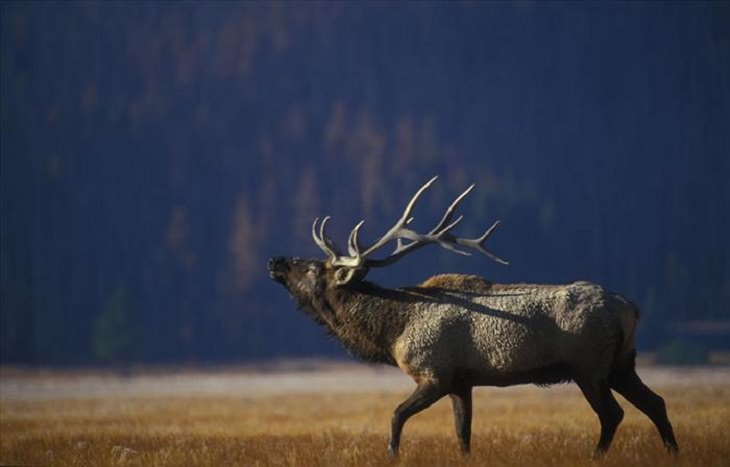 Animals - Yellowstone National Park