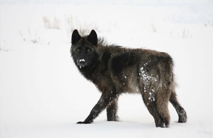 Animals - Yellowstone National Park