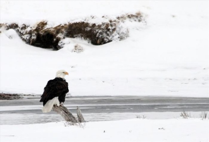 Animals - Yellowstone National Park