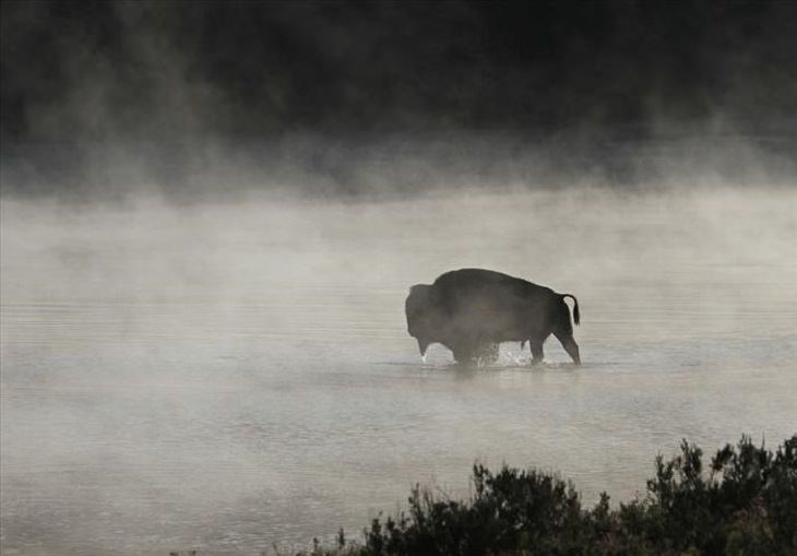 Animals - Yellowstone National Park