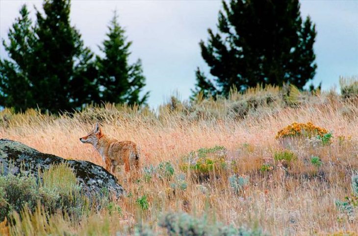 Animals - Yellowstone National Park