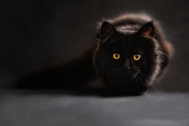 did you know cat facts - bad luck black cat hiding on black background