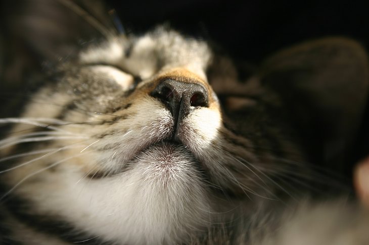 cute cats - closeup of a sweet cat smiling and sleeping