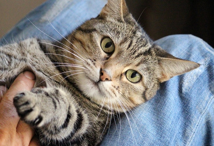 cat facts text - domestic cat being held by owner on bed