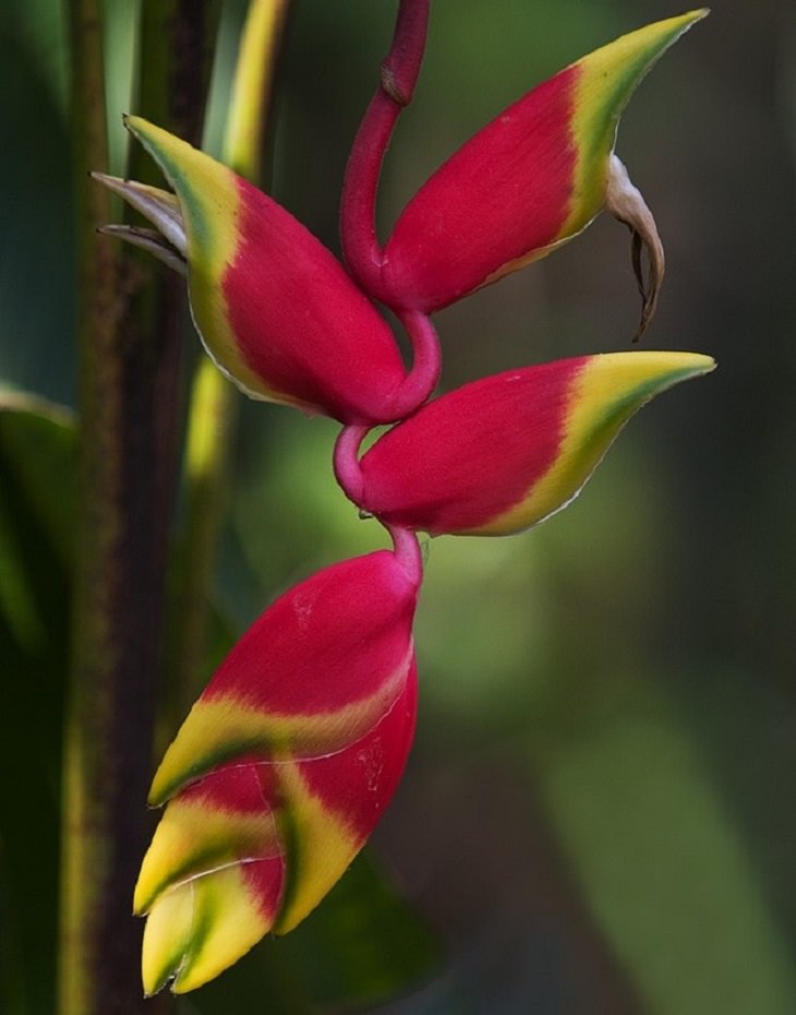 Flowers - Nature - Beauty 