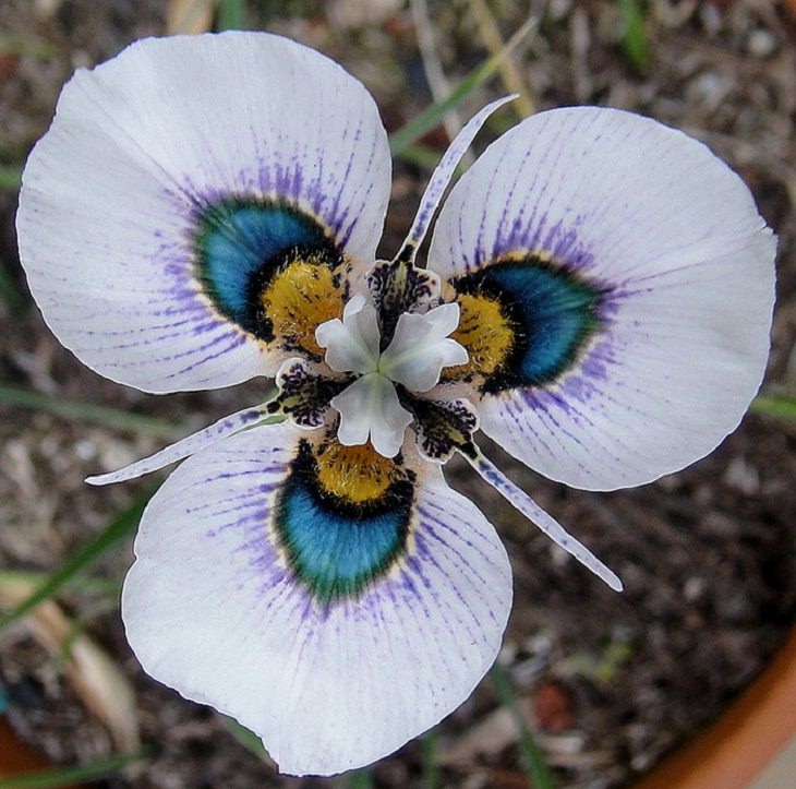 Flowers - Nature - Beauty 