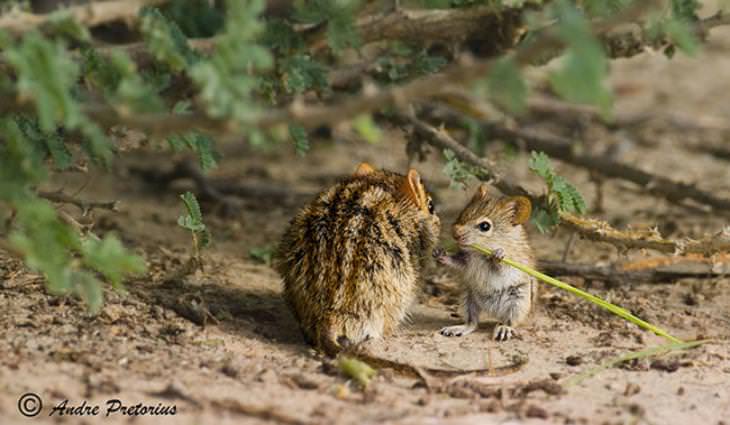 love in animal kingdome