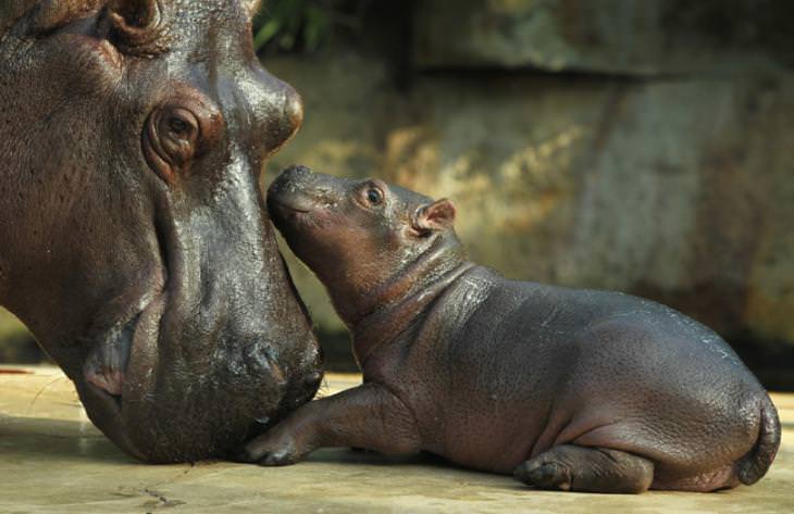 Pure Love: Animals Parenting Their Young