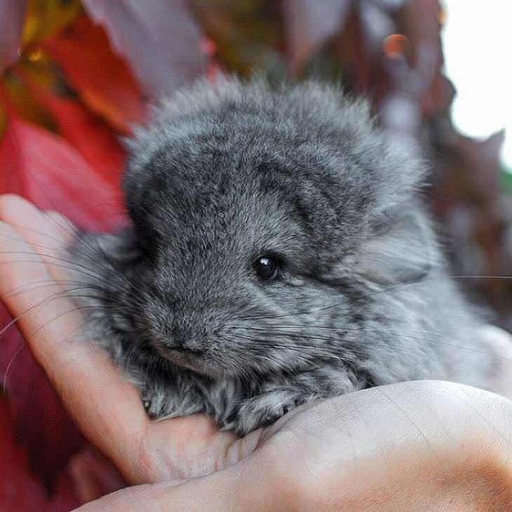 Image result for Cute chinchillas