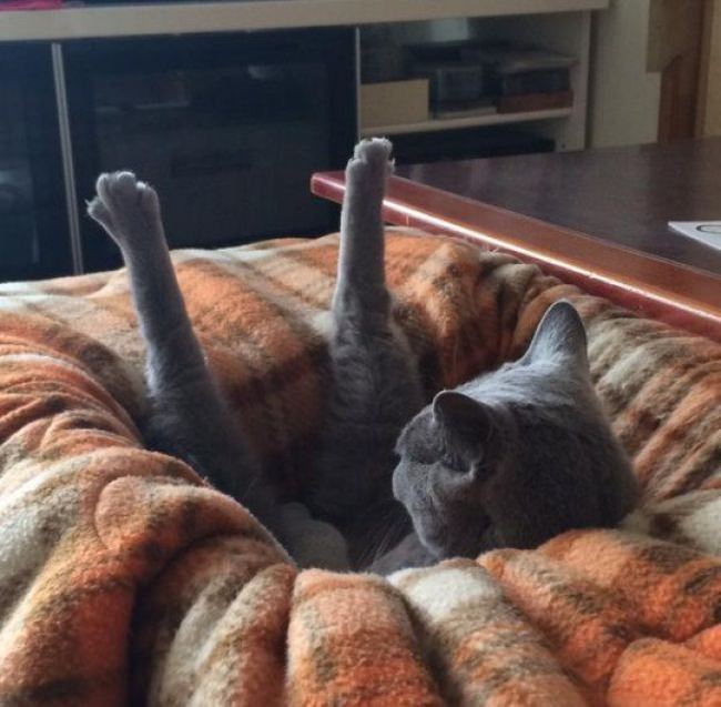 15 Hilarious Cat Photos
