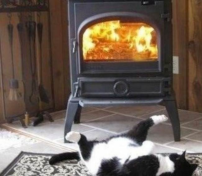 15 Hilarious Cat Photos