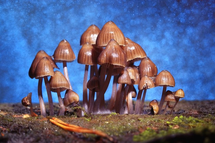 Magic Mushrooms May Help with Depression