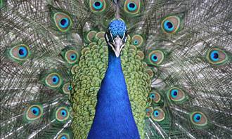 peacock