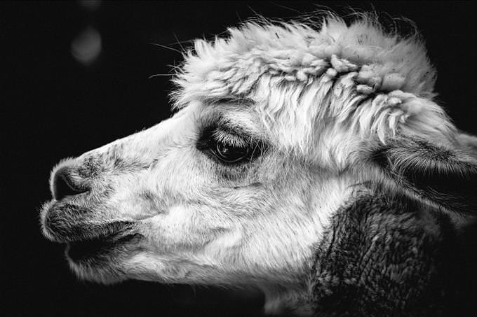 monochrome alpaca