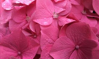 pink petals