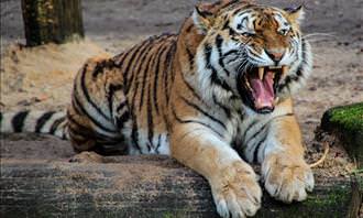 tiger roaring