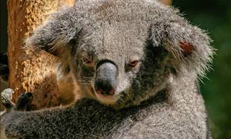 koala