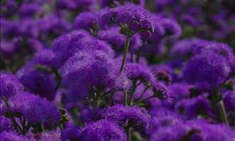 field of violets