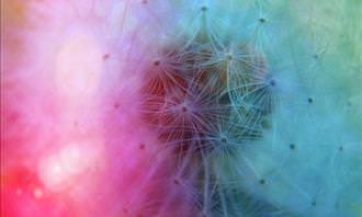 rainbow dandelion